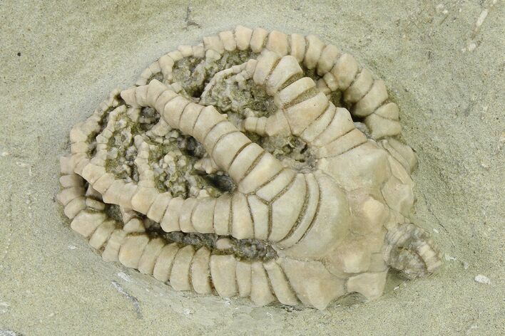 Fossil Crinoid (Barycrinus) - Crawfordsville, Indiana #325650